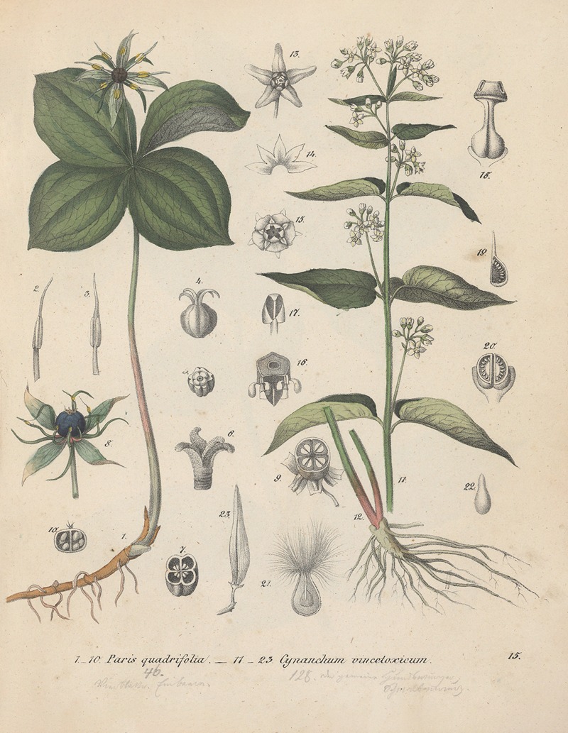 Giftpflanzen-Buch Pl.15 by Friedrich Berge, 1845 — digital art print download