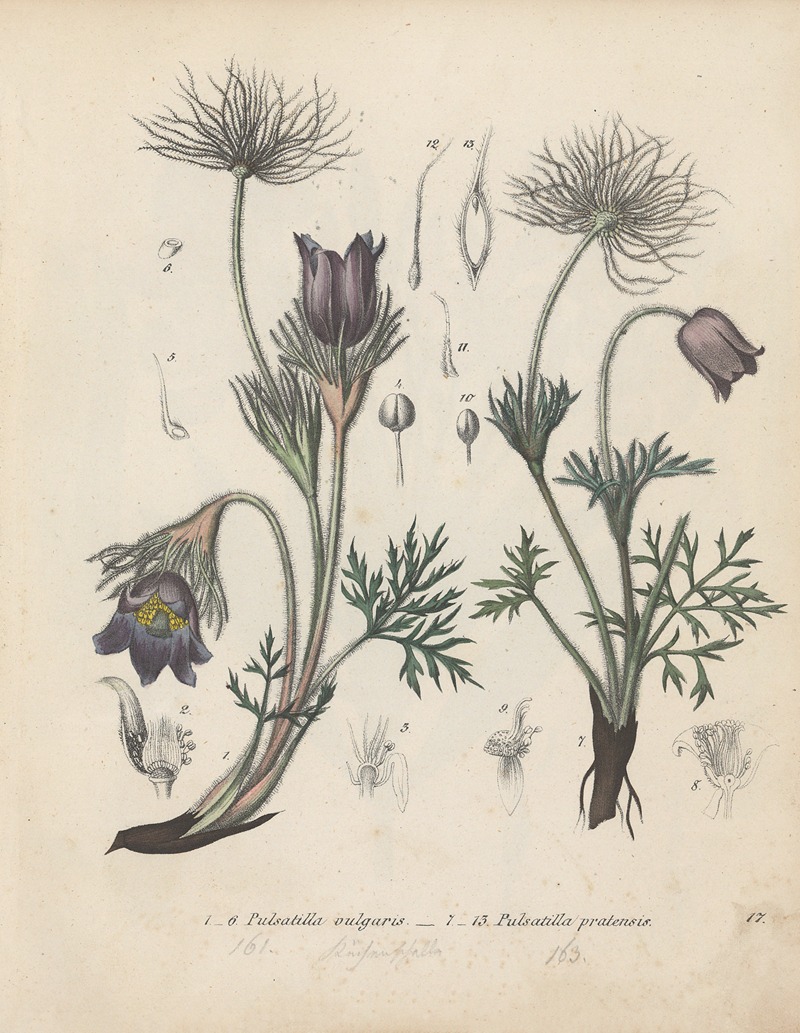 Giftpflanzen-Buch Pl.17 by Friedrich Berge, 1845 — digital art print download