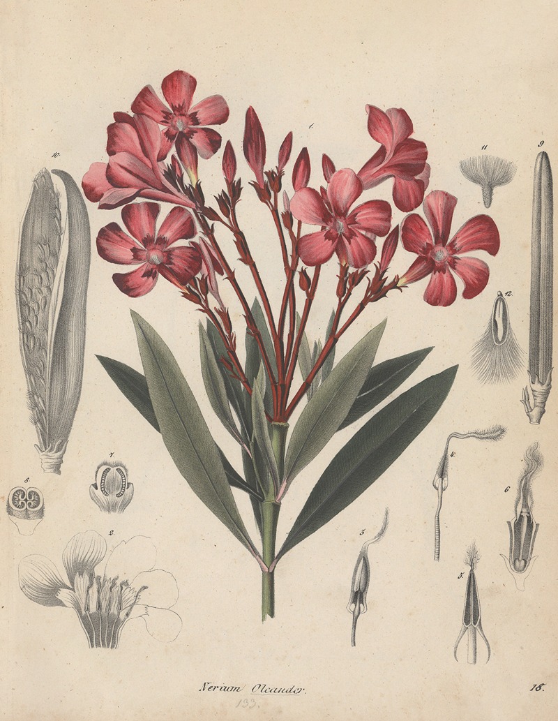 Giftpflanzen-Buch Pl.18 by Friedrich Berge, 1845 — digital art print download