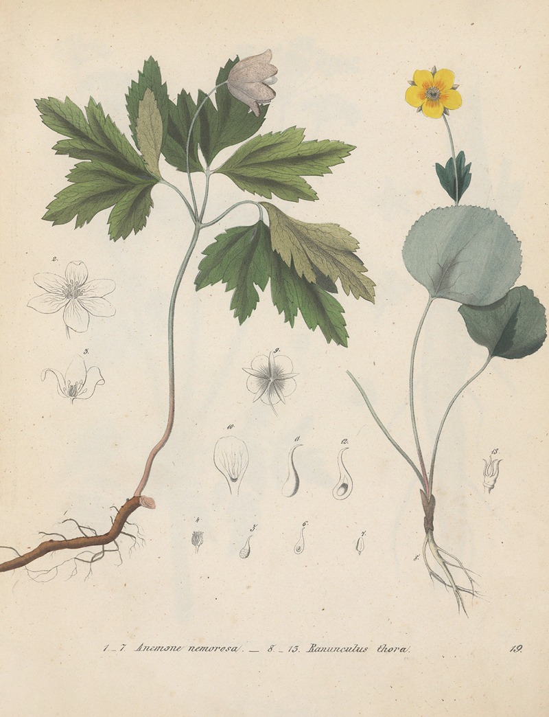 Giftpflanzen-Buch Pl.19 by Friedrich Berge, 1845 — digital art print download
