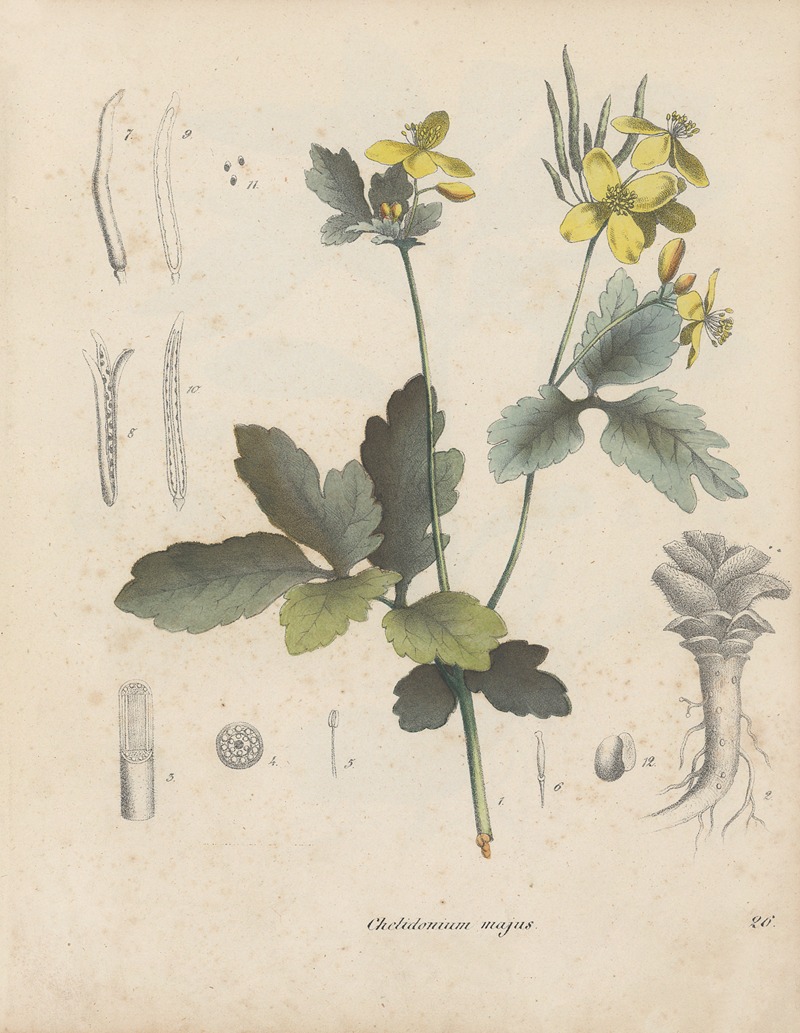 Giftpflanzen-Buch Pl.26 by Friedrich Berge, 1845 — digital art print download