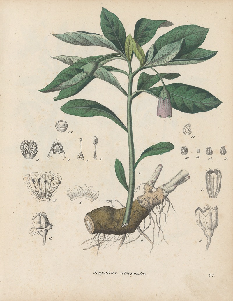 Giftpflanzen-Buch Pl.27 by Friedrich Berge, 1845 — digital art print download