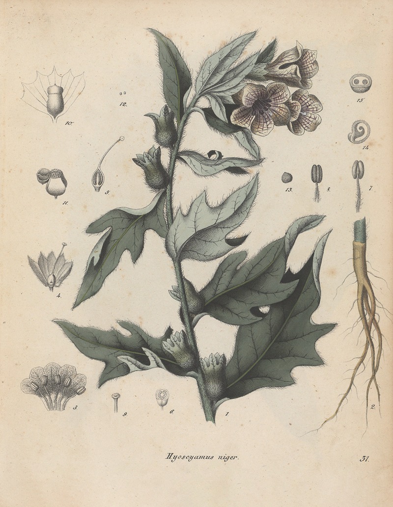 Giftpflanzen-Buch Pl.31 by Friedrich Berge, 1845 — digital art print download
