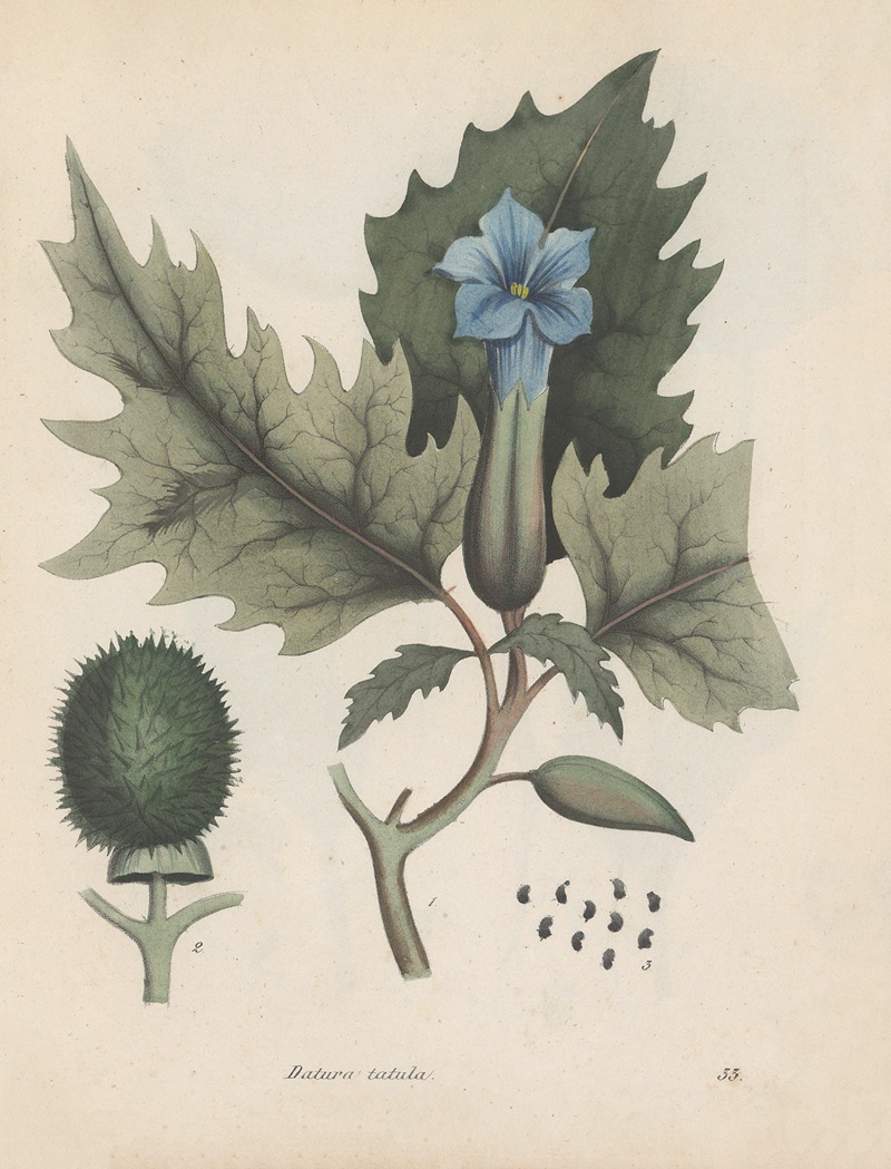Giftpflanzen-Buch Pl.33 by Friedrich Berge, 1845 — digital art print download