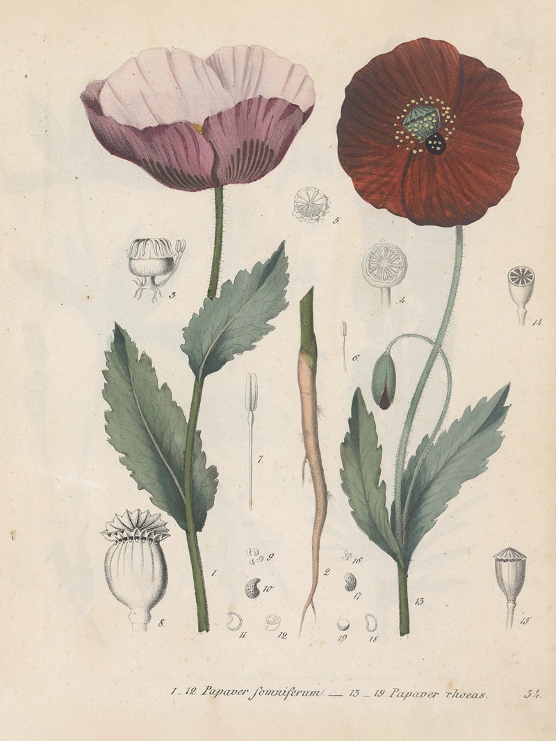 Giftpflanzen-Buch Pl.34 by Friedrich Berge, 1845 — digital art print download