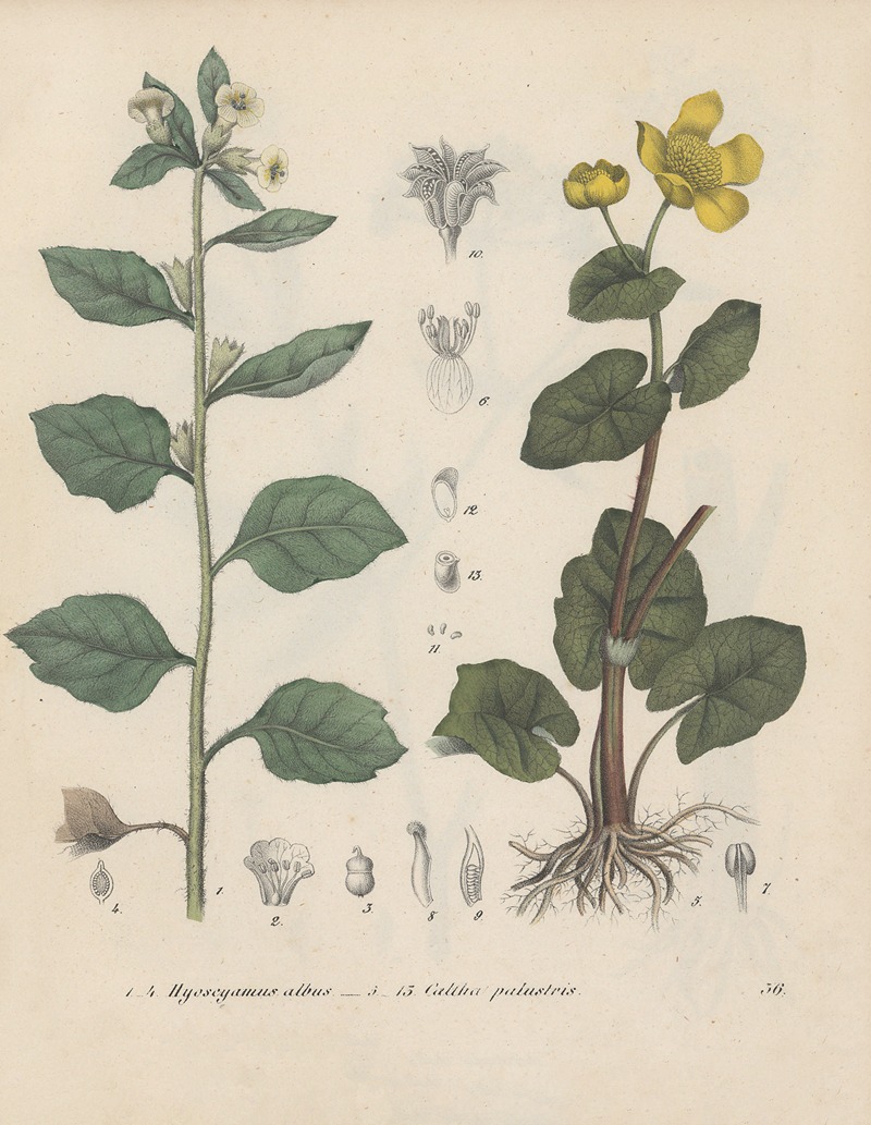 Giftpflanzen-Buch Pl.36 by Friedrich Berge, 1845 — digital art print download