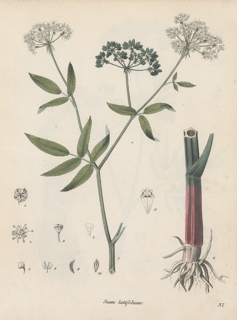 Giftpflanzen-Buch Pl.37 by Friedrich Berge, 1845 — digital art print download