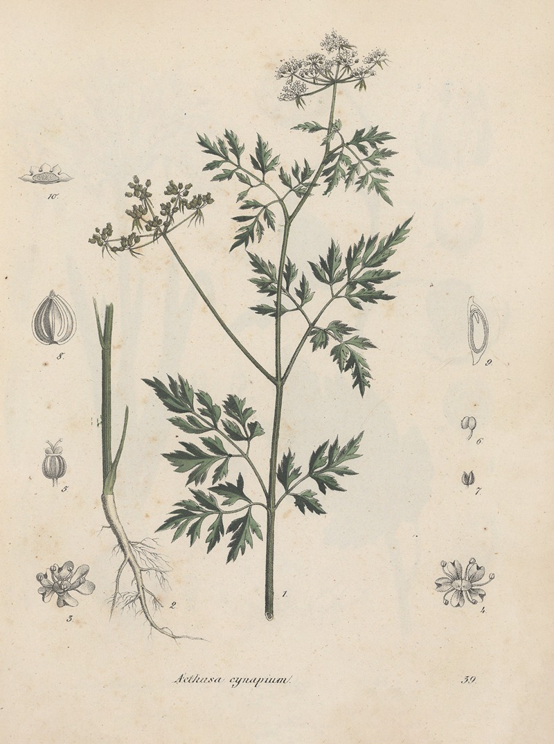 Giftpflanzen-Buch Pl.39 by Friedrich Berge, 1845 — digital art print download