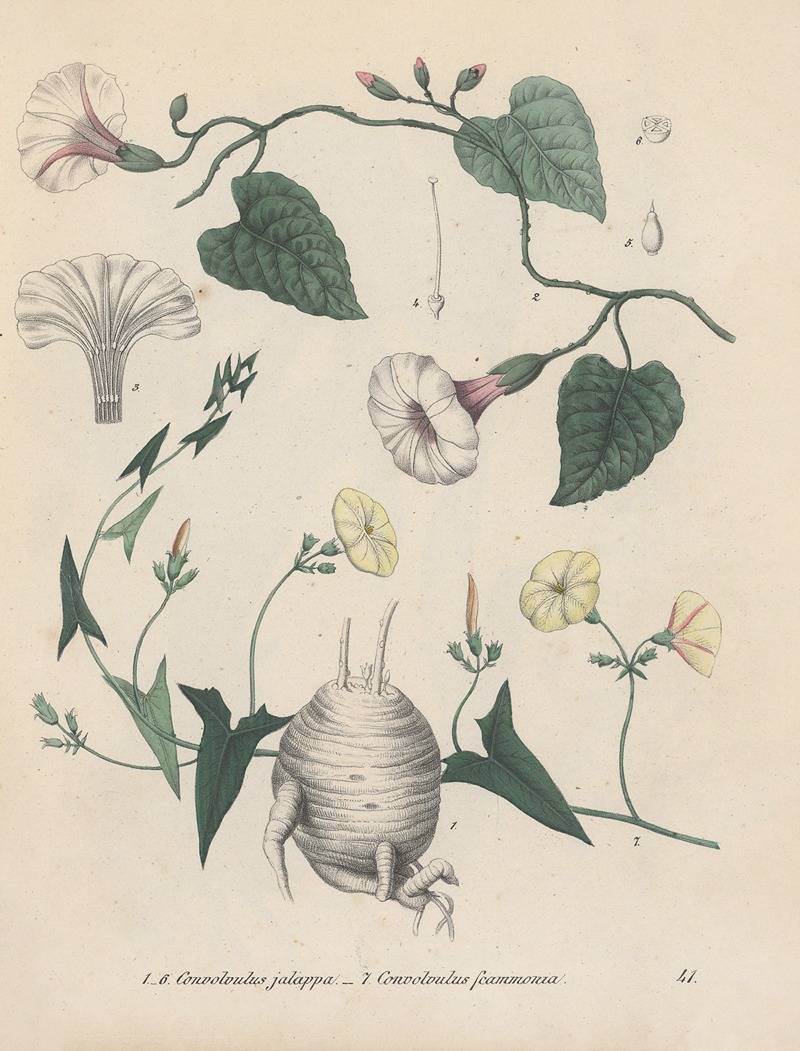 Giftpflanzen-Buch Pl.41 by Friedrich Berge, 1845 — digital art print download