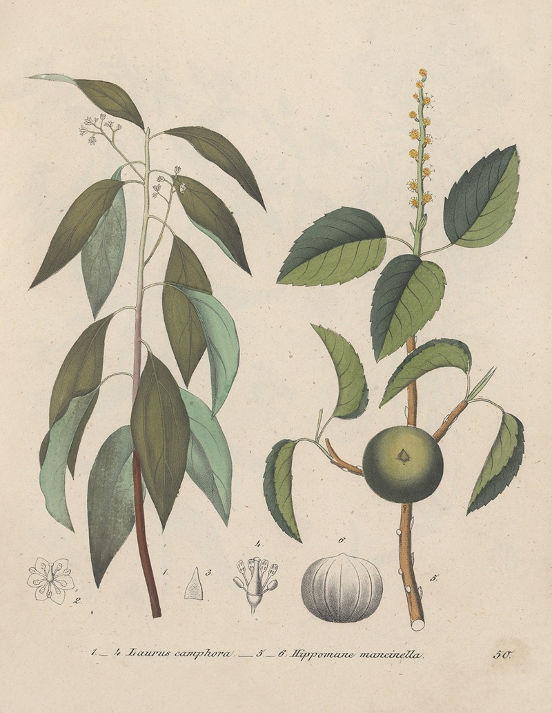 Giftpflanzen-Buch Pl.50 by Friedrich Berge, 1845 — digital art print download