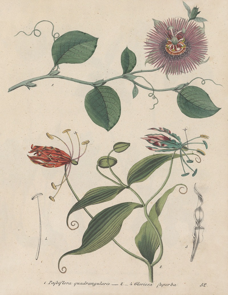 Giftpflanzen-Buch Pl.52 by Friedrich Berge, 1845 — digital art print download
