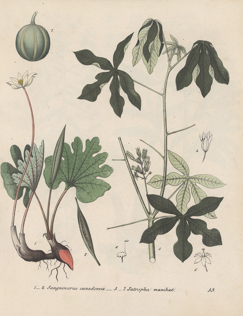 Giftpflanzen-Buch Pl.53 by Friedrich Berge, 1845 — digital art print download