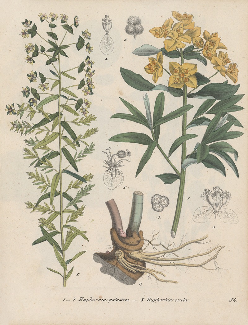 Giftpflanzen-Buch Pl.54 by Friedrich Berge, 1845 — digital art print download