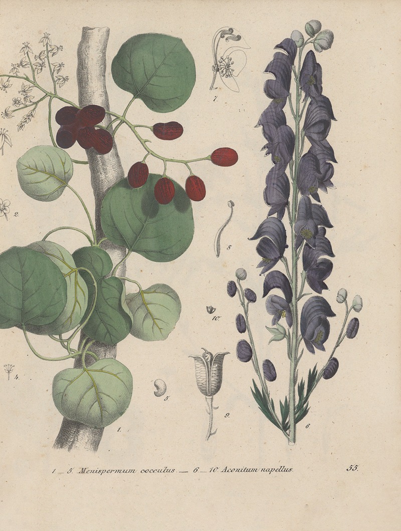 Giftpflanzen-Buch Pl.55 by Friedrich Berge, 1845 — digital art print download