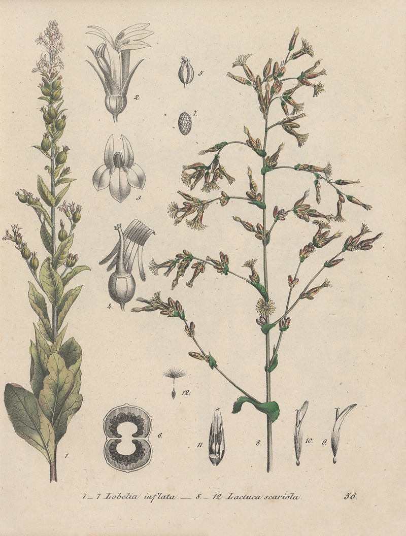 Giftpflanzen-Buch Pl.56 by Friedrich Berge, 1845 — digital art print download
