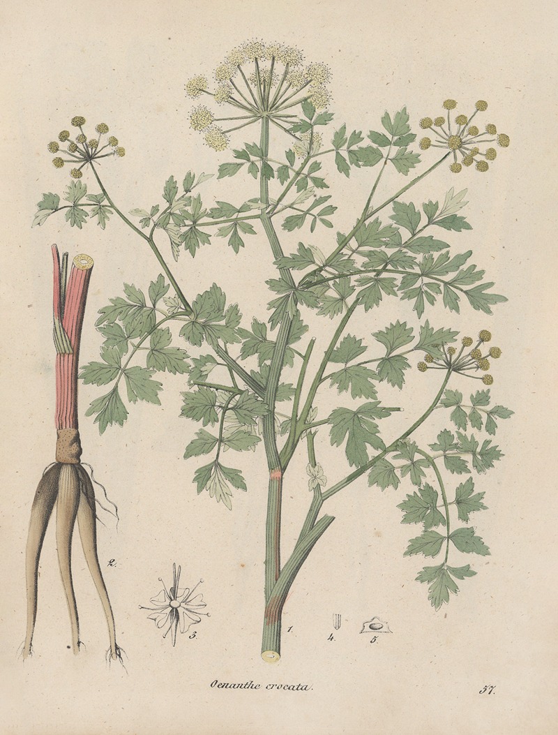 Giftpflanzen-Buch Pl.57 by Friedrich Berge, 1845 — digital art print download