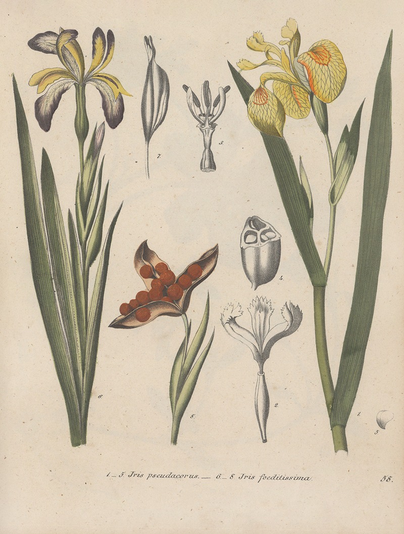 Giftpflanzen-Buch Pl.58 by Friedrich Berge, 1845 — digital art print download