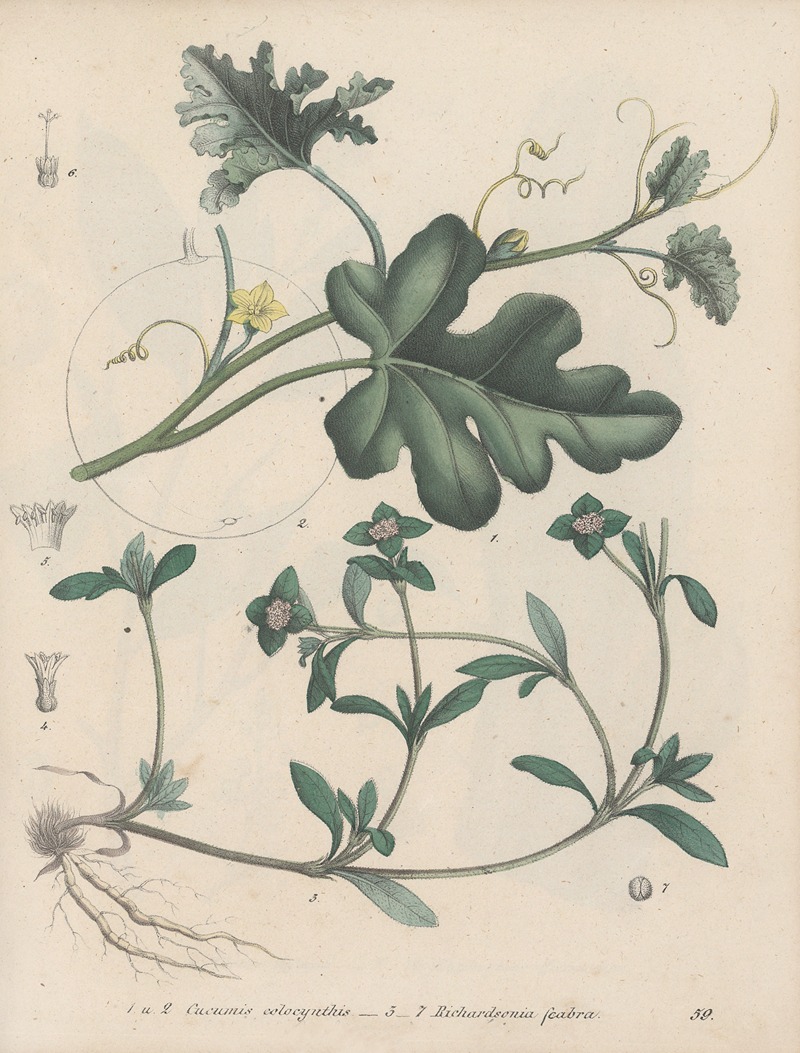 Giftpflanzen-Buch Pl.59 by Friedrich Berge, 1845 — digital art print download