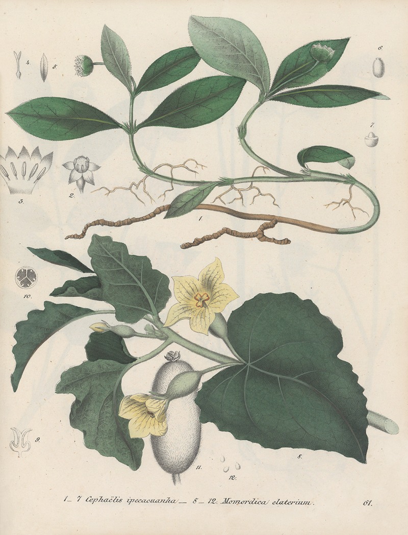 Giftpflanzen-Buch Pl.61 by Friedrich Berge, 1845 — digital art print download