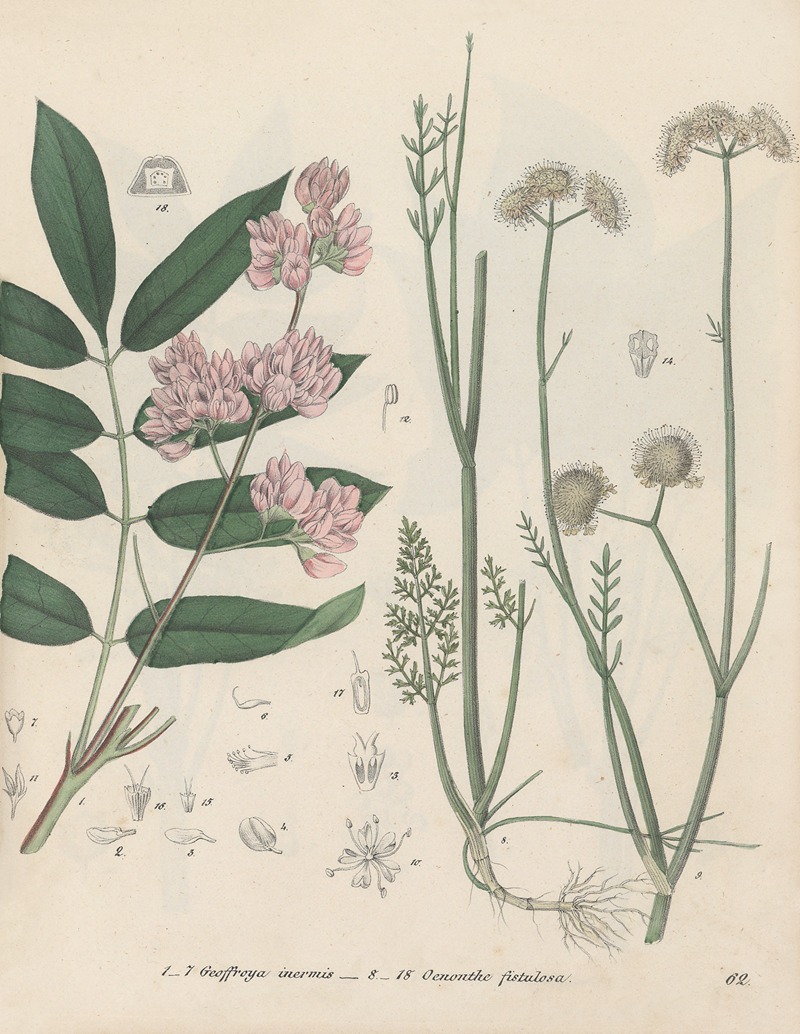 Giftpflanzen-Buch Pl.62 by Friedrich Berge, 1845 — digital art print download