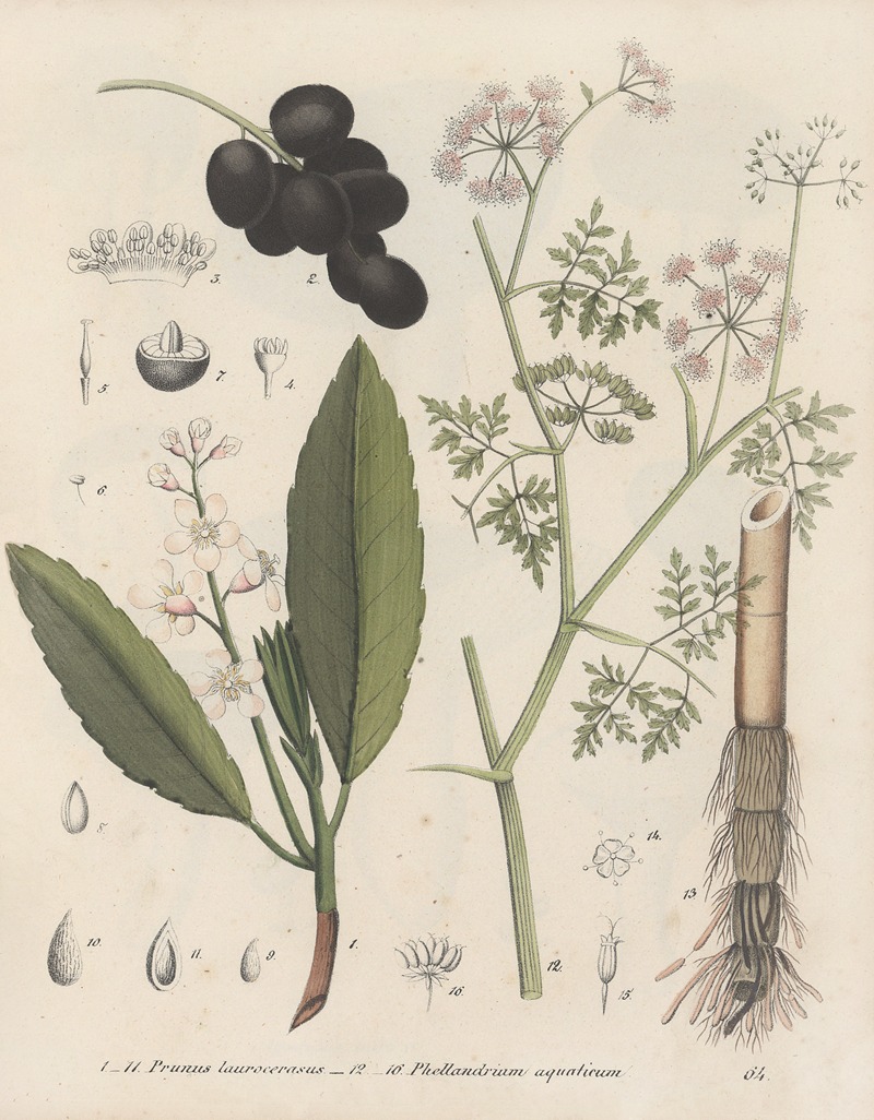 Giftpflanzen-Buch Pl.64 by Friedrich Berge, 1845 — digital art print download