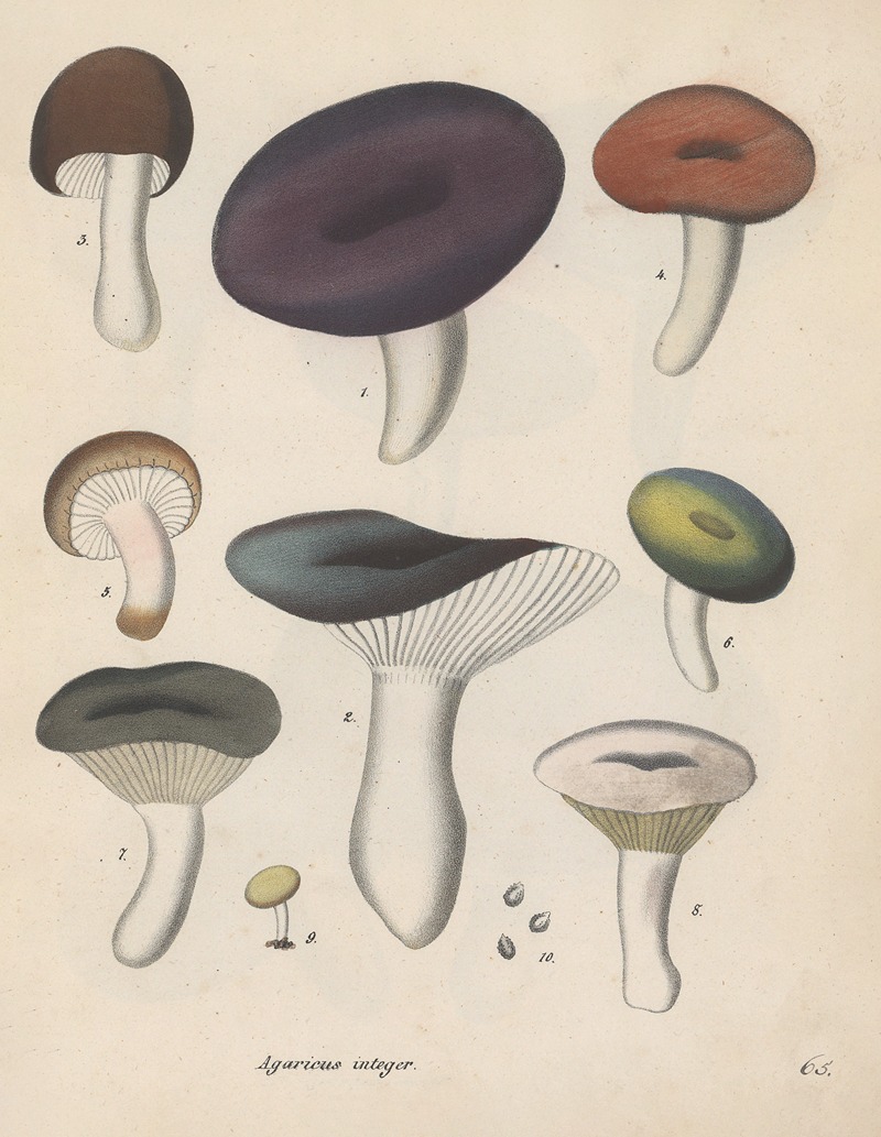 Giftpflanzen-Buch Pl.65 by Friedrich Berge, 1845 — digital art print download