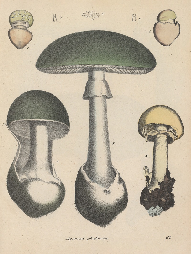 Giftpflanzen-Buch Pl.67 by Friedrich Berge, 1845 — digital art print download