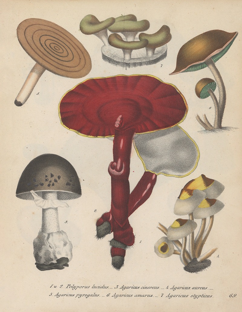 Giftpflanzen-Buch Pl.69 by Friedrich Berge, 1845 — digital art print download