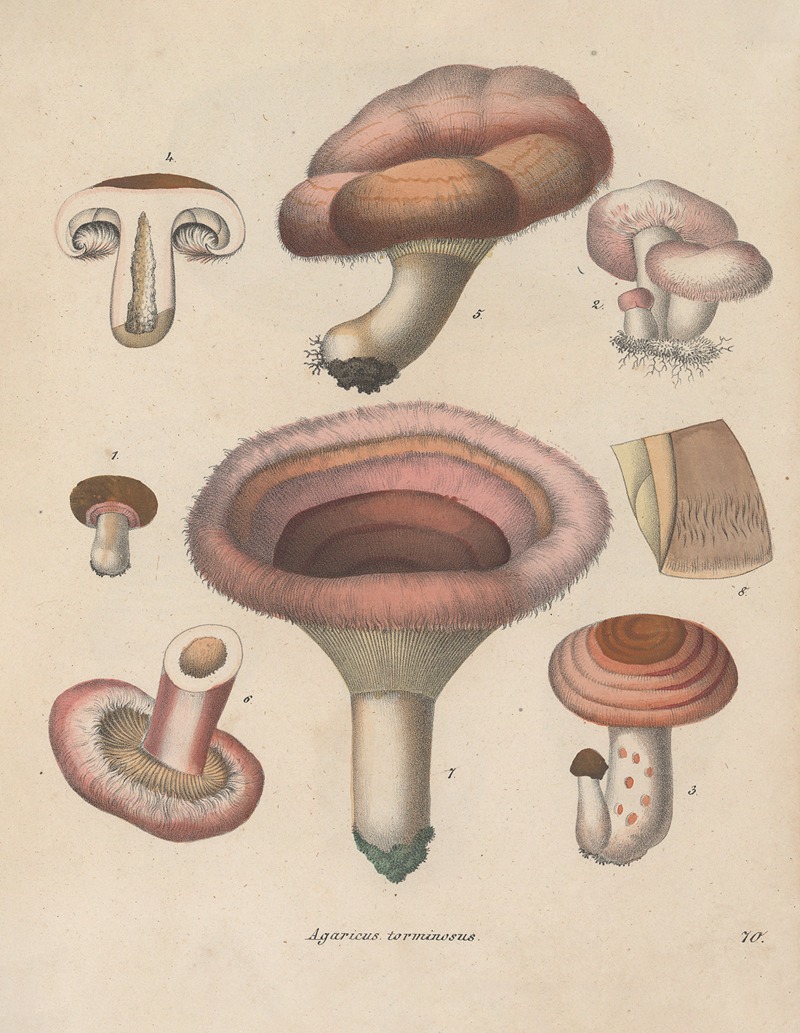 Giftpflanzen-Buch Pl.70 by Friedrich Berge, 1845 — digital art print download