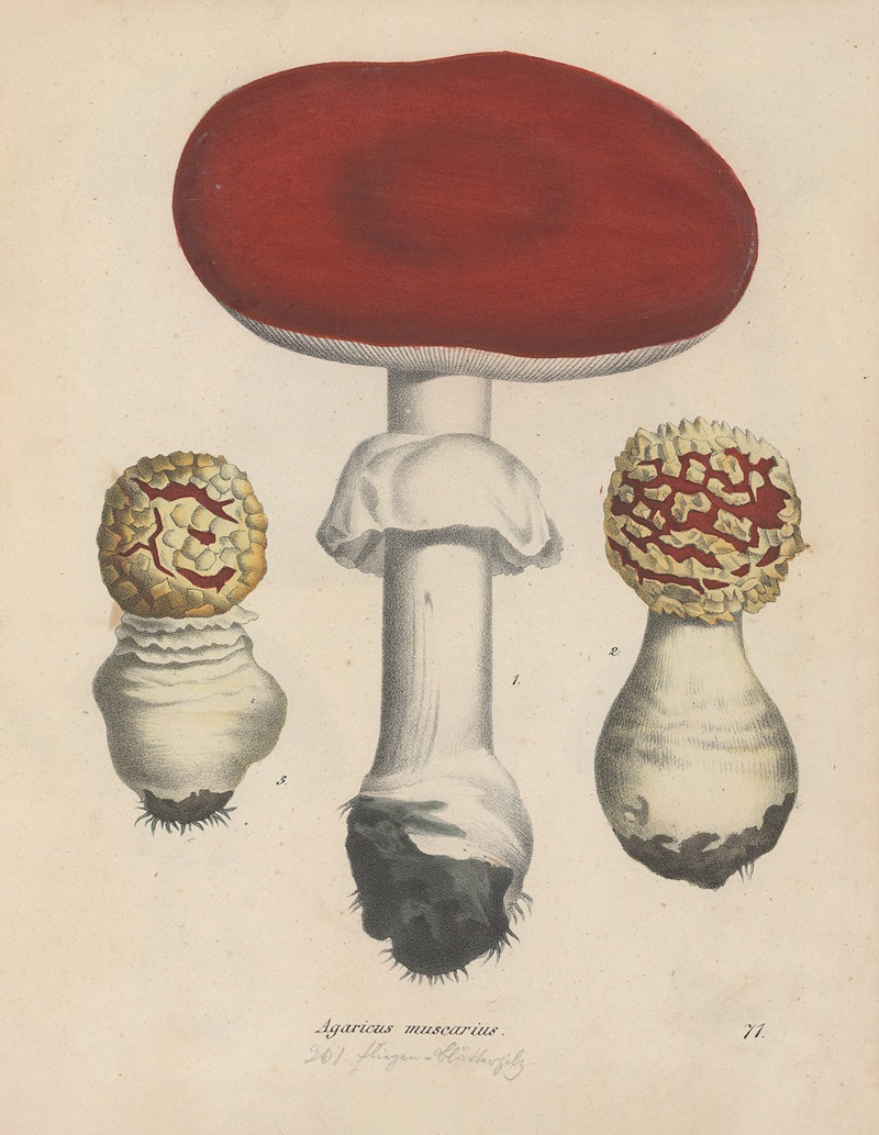 Giftpflanzen-Buch Pl.71 by Friedrich Berge, 1845 — digital art print download