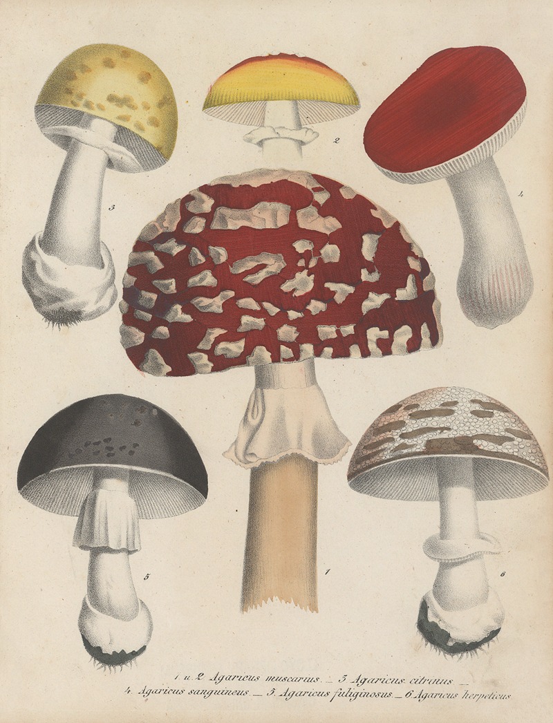 Giftpflanzen-Buch Pl.72 by Friedrich Berge, 1845 — digital art print download
