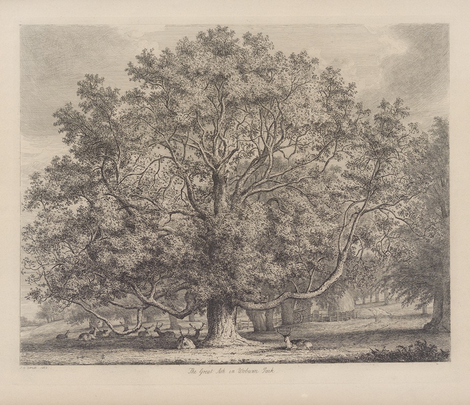 The Great Ash At Woburn by Jacob George Strutt, 1826 — digital art print download