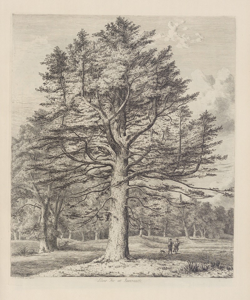 The Silver Fir at Roseneath by Jacob George Strutt, 1826 — digital art print download