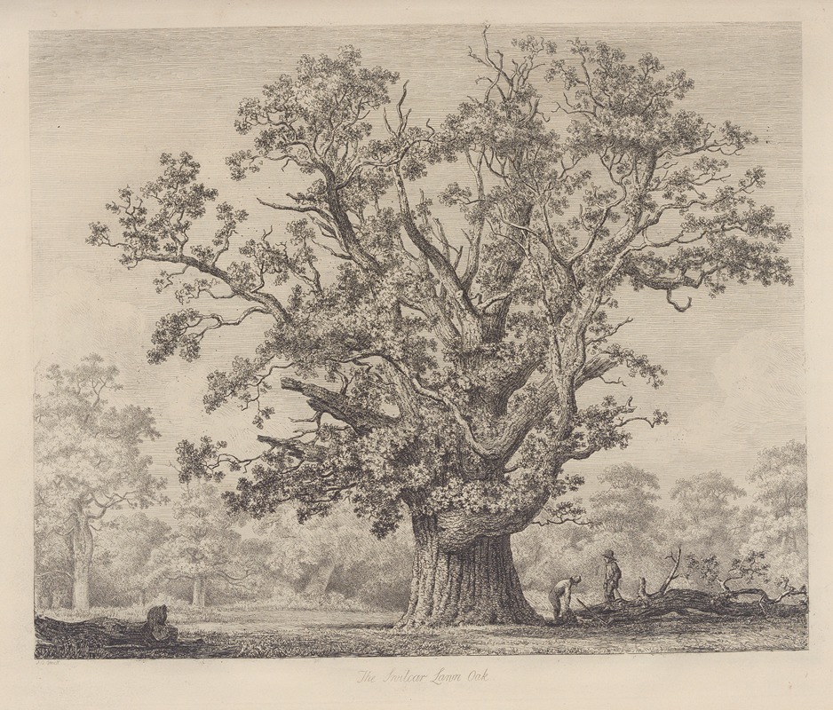 The Swilcar-Lawn Oak — Jacob George Strutt