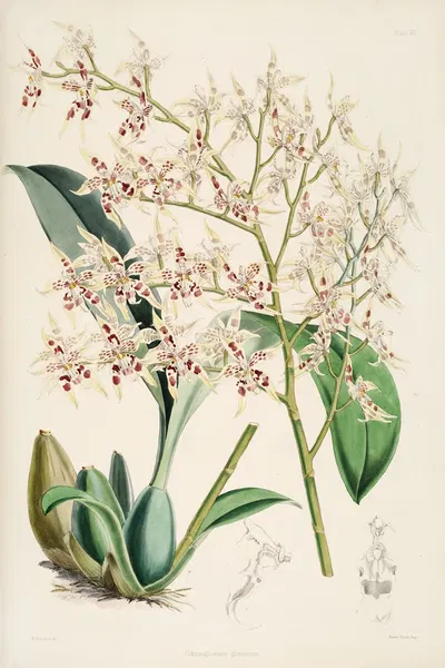 A monograph of Odontoglossum Pl.11 by James Bateman, 1874 — digital art print download