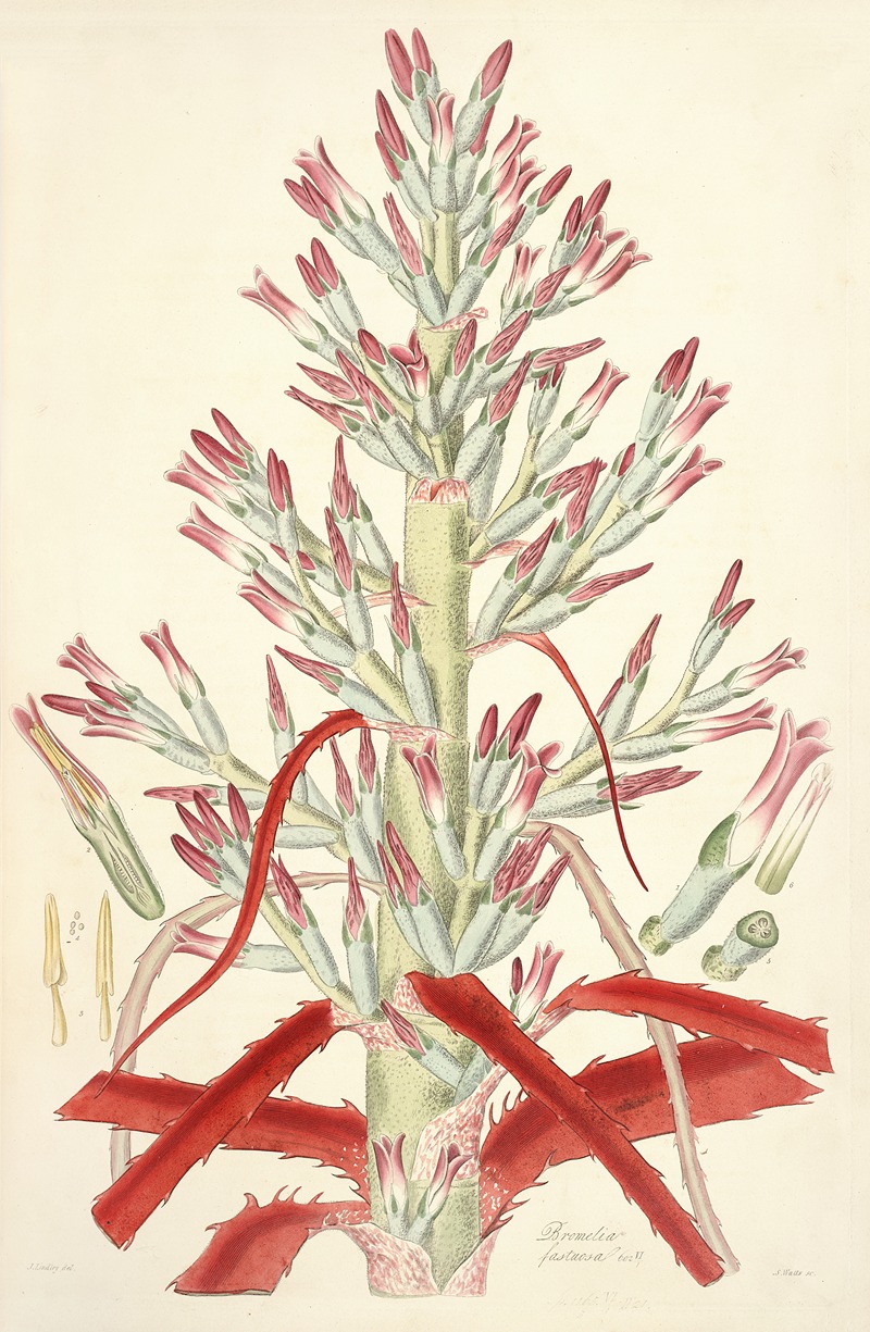Collectanea botanica Pl.01 by John Lindley, 1821-1826 — digital art print download