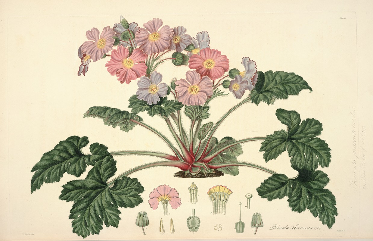 Collectanea botanica Pl.07 by John Lindley, 1821-1826 — digital art print download
