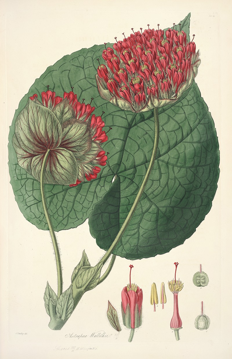 Collectanea botanica Pl.14 by John Lindley, 1821-1826 — digital art print download