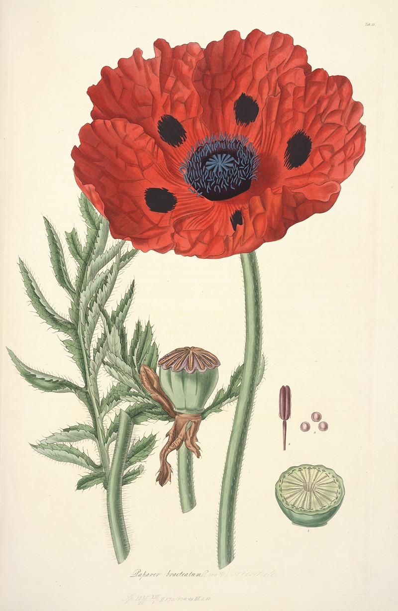 Collectanea botanica Pl.23 by John Lindley, 1821-1826 — digital art print download