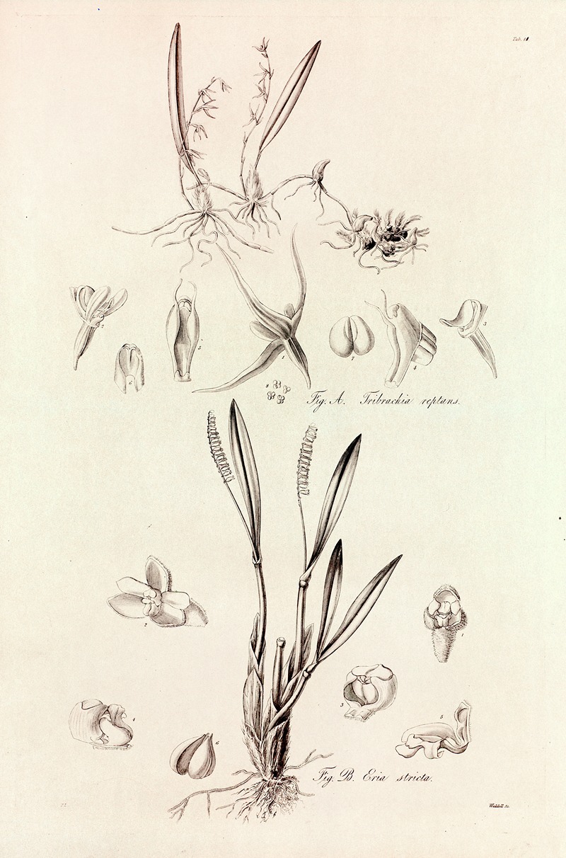 Collectanea botanica Pl.41 by John Lindley, 1821-1826 — digital art print download