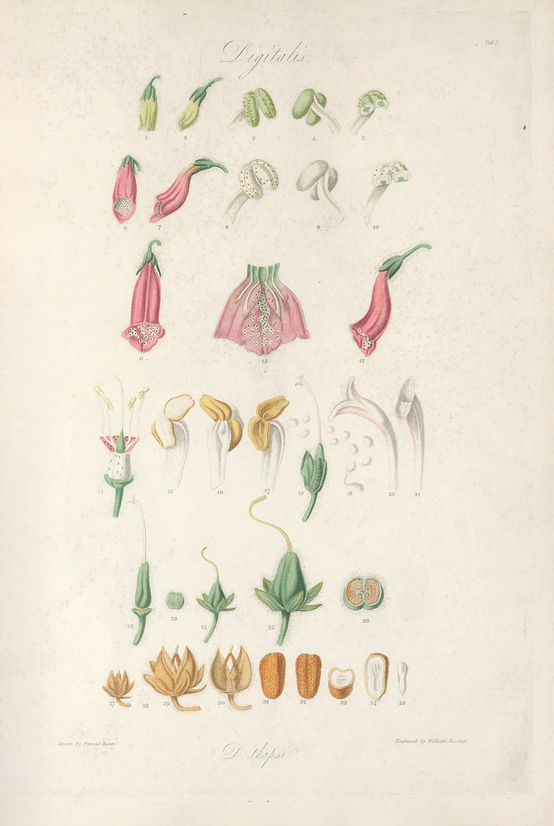 Digitalium monographia Pl.01 by John Lindley, 1821 — digital art print download