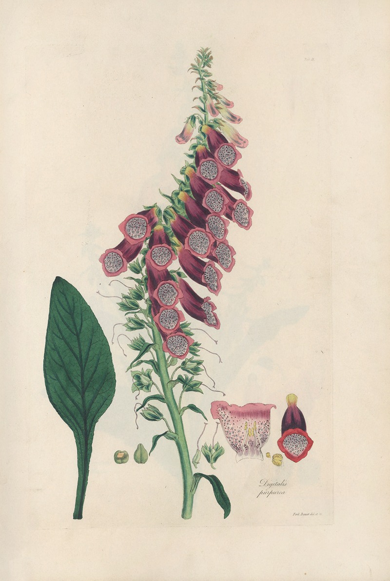 Digitalium monographia Pl.02 by John Lindley, 1821 — digital art print download