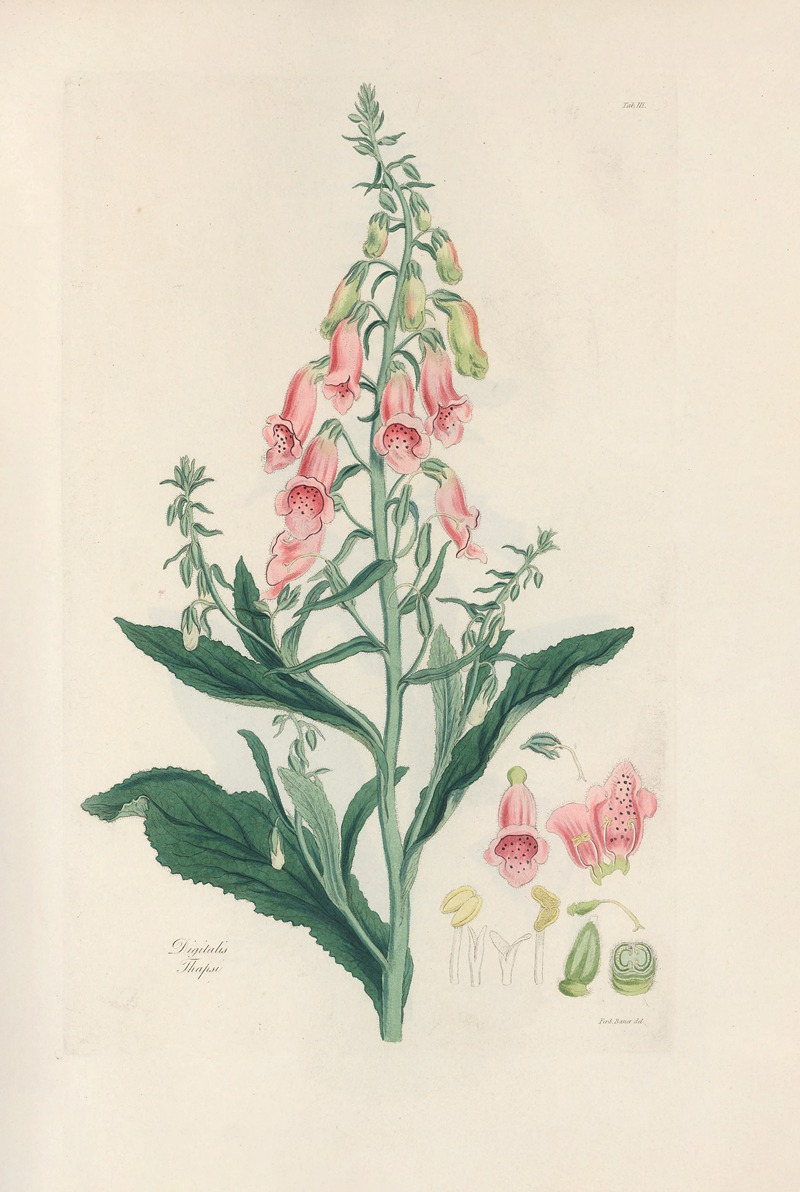 Digitalium monographia Pl.03 by John Lindley, 1821 — digital art print download
