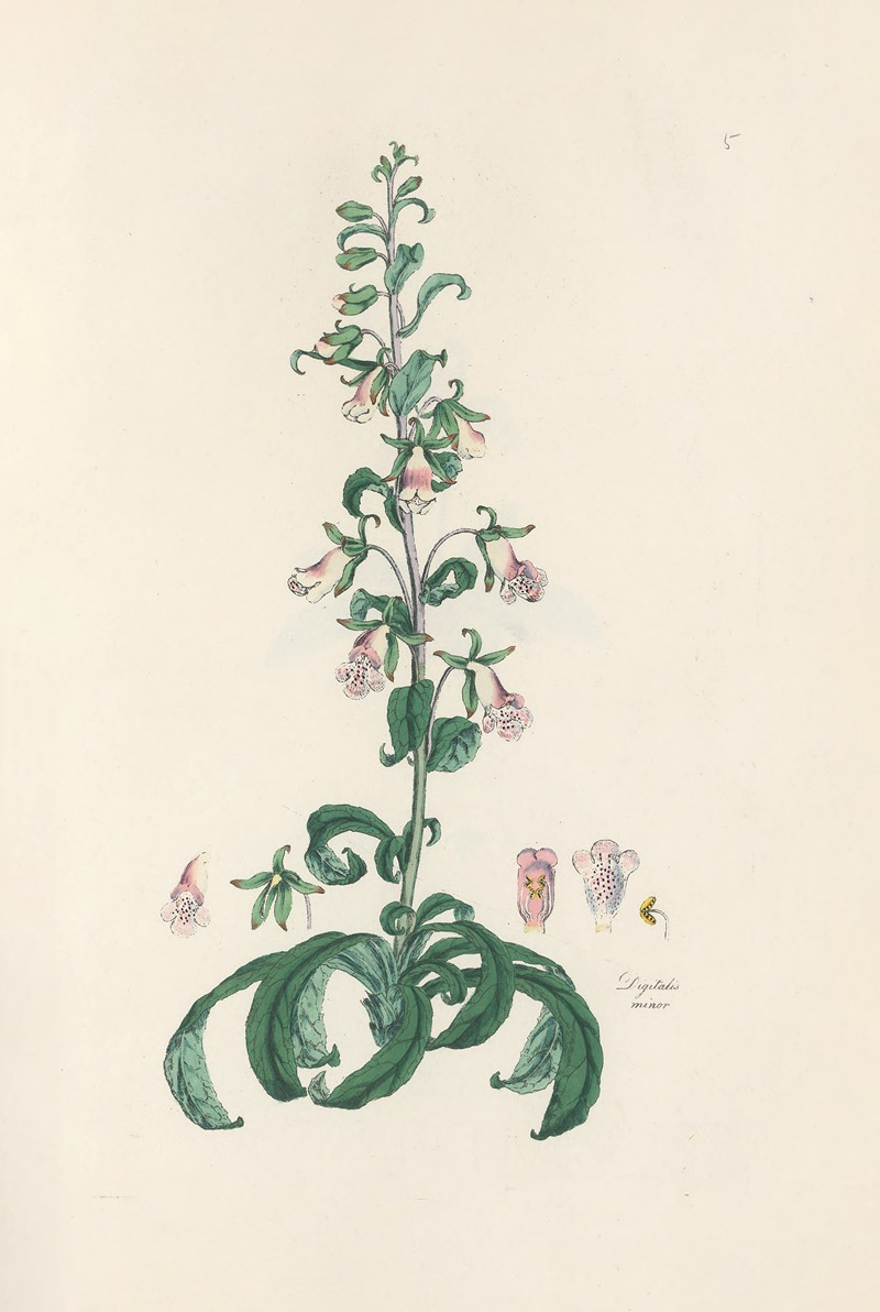 Digitalium monographia Pl.05 by John Lindley, 1821 — digital art print download