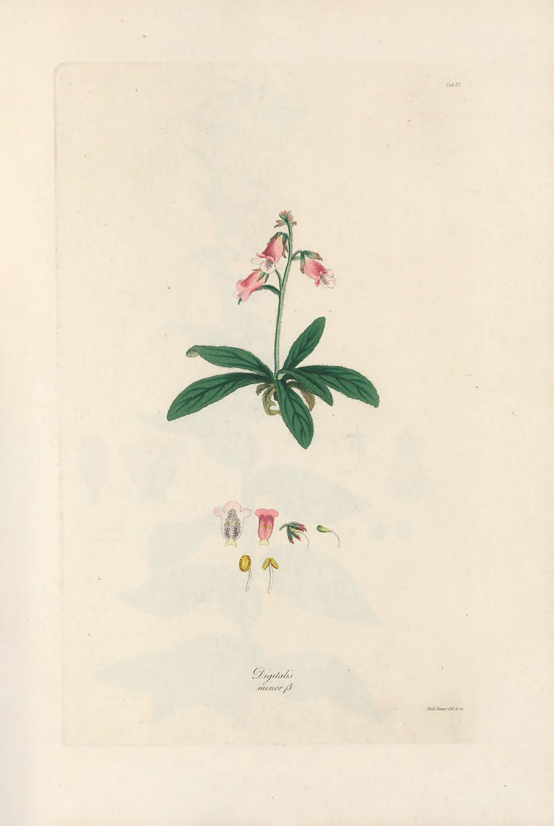 Digitalium monographia Pl.06 by John Lindley, 1821 — digital art print download