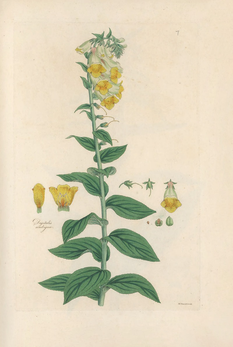 Digitalium monographia Pl.07 by John Lindley, 1821 — digital art print download