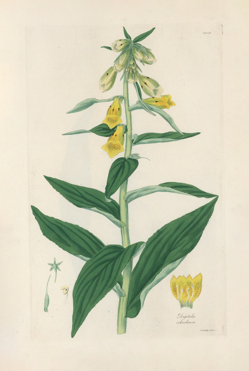 Digitalium monographia Pl.08 by John Lindley, 1821 — digital art print download