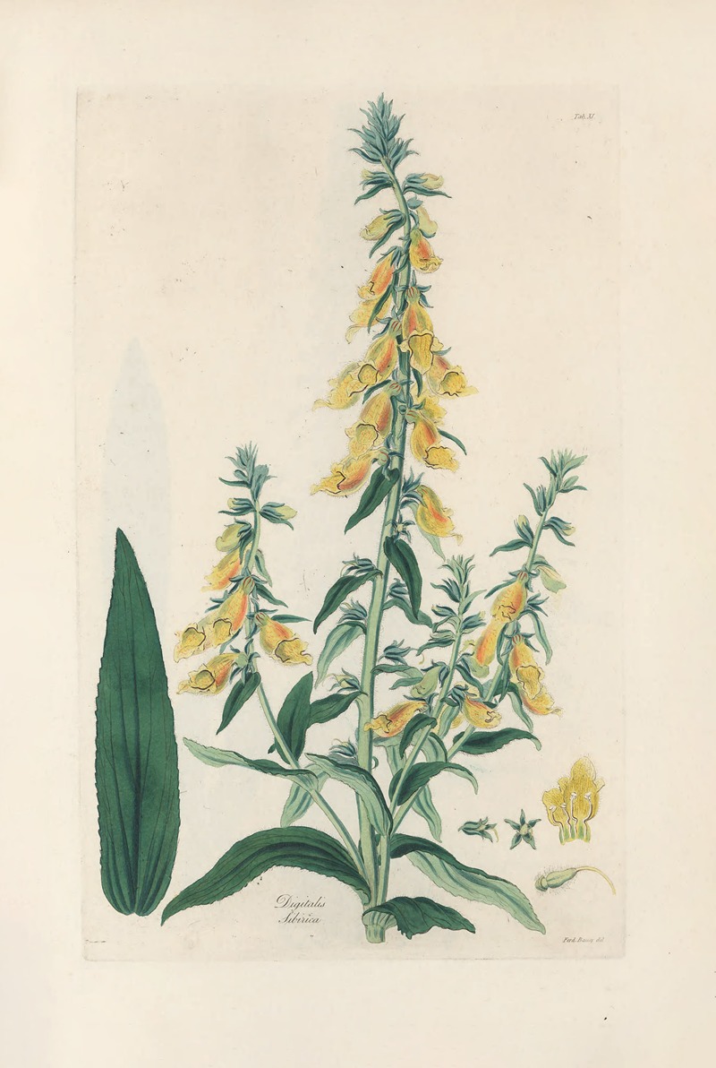 Digitalium monographia Pl.11 by John Lindley, 1821 — digital art print download
