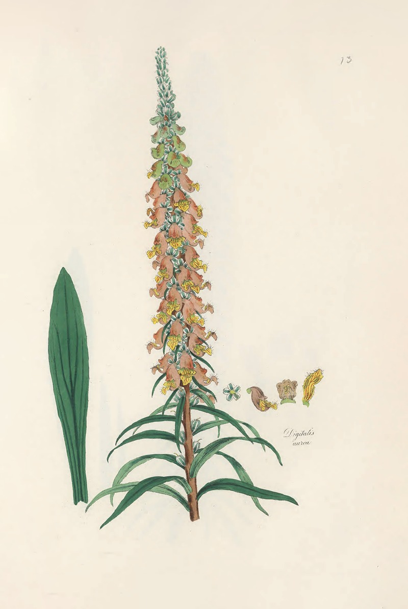 Digitalium monographia Pl.13 by John Lindley, 1821 — digital art print download