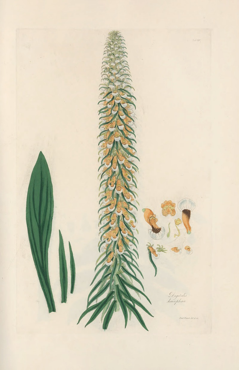 Digitalium monographia Pl.14 by John Lindley, 1821 — digital art print download